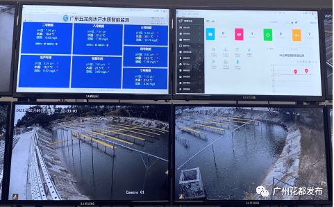 数字赋能 花都开启现代农业4.0时代，互联网销售引领产业新变革